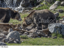 116b Bears preview
