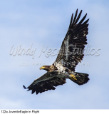 122a JuvenileEagle in Flight preview