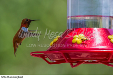 125a Hummingbird preview