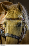 147a Horse preview