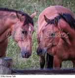 209a Horse Talk preview