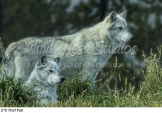 216 Wolf Pair preview