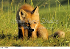 218 - FOX preview