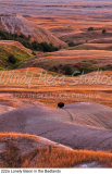 222a Lonely Bison in the Badlands preview
