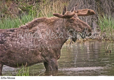 225a Moose preview