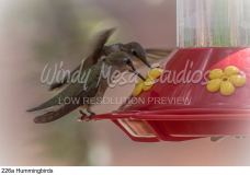 226a Hummingbirds preview