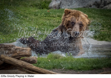 228a Grizzly Playing in Water preview