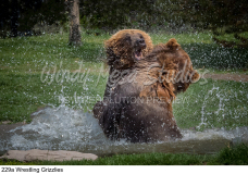 229a Wrestling Grizzlies preview
