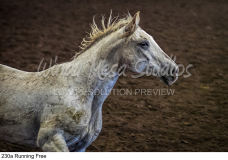 230a Running Free preview