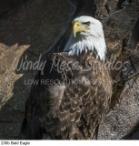230b Bald Eagle preview
