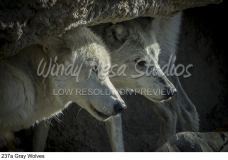 237a Gray Wolves preview