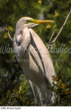 238a Snowy Egret preview