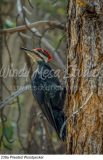 239a Pileated Woodpecker preview