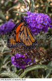 244a Butterfly on Butterfly Bush preview