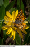 245a Butterfly on Little Sunflower preview