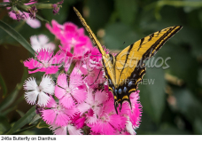 246a Butterfly on Dianthus preview