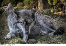 251 Wolf Laying 0844 preview