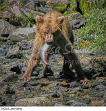 252a Lunchtime preview