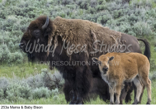 253a Mama & Baby Bison preview