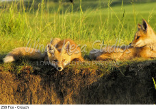 258 Fox - Crouch preview