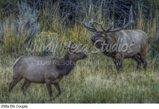 258a Elk Couple preview
