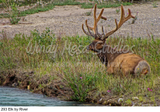 293 Elk by River preview