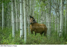 294 Wild Horse in Trees preview