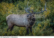 295 Bugling Bull in Yellowstone preview