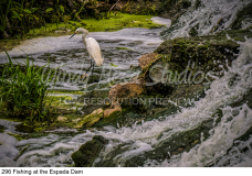 296 Fishing at the Espada Dam preview