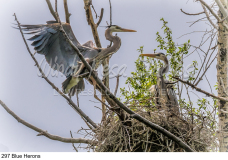 297 Blue Herons preview