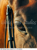 406 Riding Horse Head E Lic  276122624 preview