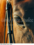 406s Riding Horse Head preview