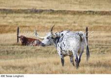 496 Texas Longhorn preview