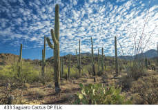 433 Saguaro Cactus DP ELic