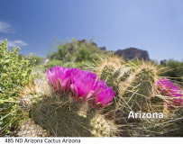485 ND Arizona Cactus Arizona