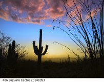 486 Saguaro Cactus 20141053