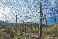 433 Saguaro Cactus preview