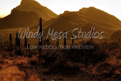 440 Saguaro Cactus Sunset preview