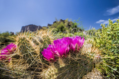 485 Arizona Cactus preview