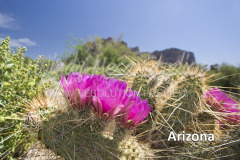 485 ND Arizona Cactus Arizona preview