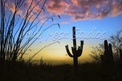 486 Saguaro Cactus preview