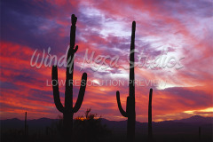 487 Saguaro Cactus preview