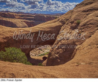 290c Poison Spider preview