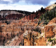 312 Bryce Black Birch Canyon preview