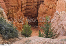377 Bryce Trail preview