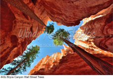 443c Bryce Canyon Wall Street Trees preview