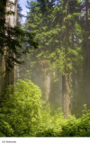 101 Redwoods