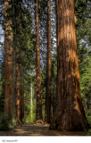 261 Sequoia NP