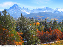 427 Rocky Mountains - Flowers preview
