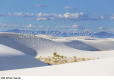 458 White Sands preview